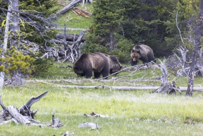 Grizzly Beryl and Cubs May 2025